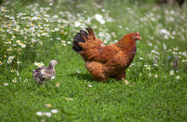 Naklejka na ściany i meble Chicken following hen on green grass field