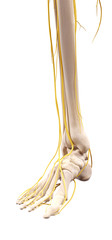 medically accurate illustration of the nerves of the foot