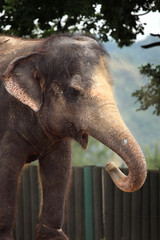 Indian elephant (Elephas maximus indicus).