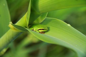 rainette méridionale