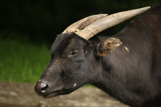 Lowland Anoa (Bubalus Depressicornis).