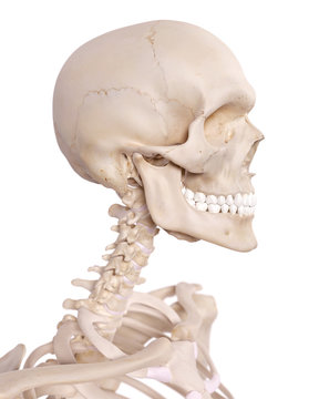 medically accurate illustration of the cervical spine and skull