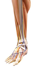 Obraz na płótnie Canvas medically accurate illustration of the foot anatomy