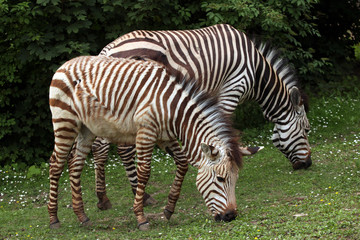 Fototapeta na wymiar Hartmann's mountain zebra (Equus zebra hartmannae).