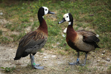 White-faced whistling duck (Dendrocygna viduata).