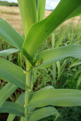 rainette méridionale