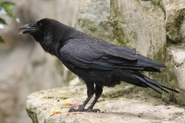 Obraz premium Common raven (Corvus corax).