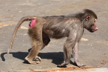 Hamadryas baboon (Papio hamadryas).