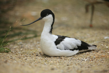 Naklejka na ściany i meble Pied avocet (Recurvirostra avosetta).