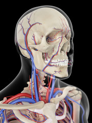 medically accurate illustration of the veins and arteries of the head