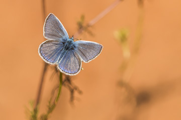 Hauhechelbläuling (Polyommatus icarus)
