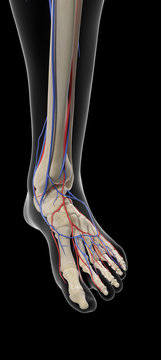 medically accurate illustration of the arteries and veins of the foot