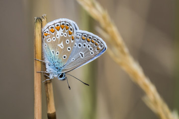 Hauhechelbläuling (Polyommatus icarus)