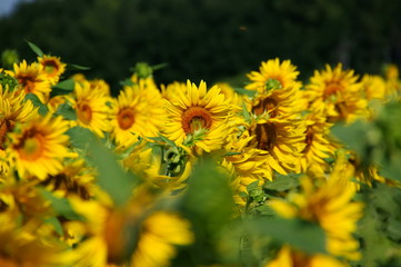 Girasole 