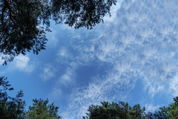 Silhouettes of trees over blue sky background