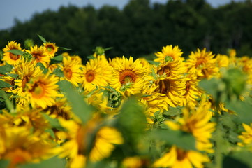 Campo di Girasoli