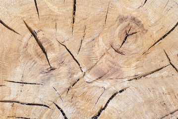  Tree trunk texture or background