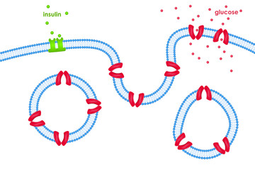 Glucose transport through cell membrane via transporters