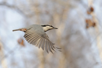 Side view of flying Nuthatch with down wings