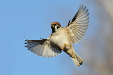 Flying Tree Sparrow against bright blue sky background - 87616009