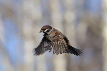 Flying Tree Sparrow against birch trees background