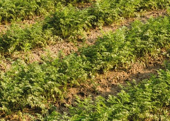 Поле моркови