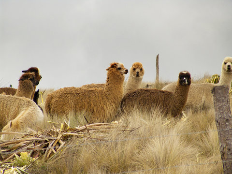 Llamas o lamas en los p&aacute;ramos Andinos de Azogues, Ecuador