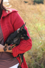chihuahua in the arms of her owner