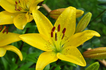 Fototapeta premium Beautiful lily flowers with morning dew 