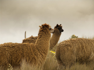 Llamas o lamas en los páramos Andinos de Azogues, Ecuador