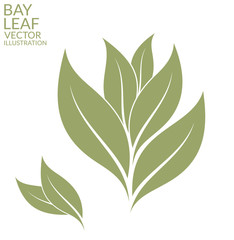 Bay leaf