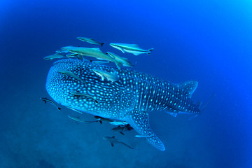Fototapeta premium Whale Shark