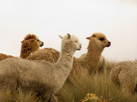 Llamas o lamas en los p&aacute;ramos Andinos de Azogues, Ecuador