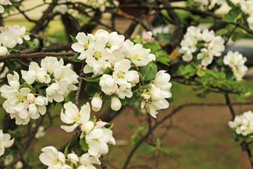 apple tree buds