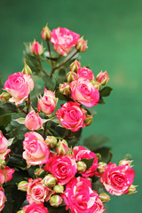 pink roses