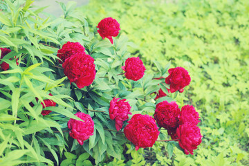 peonies bush