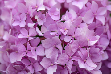 Hydrangea flowers in a garden