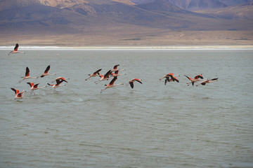 Group of wild Chilean Flamingos (Phoenicopterus chilensis) taking off from Salar de Surire, a salt lake over 4,000 metres high on the Altiplano of northern Chile in Vicunas National Park.