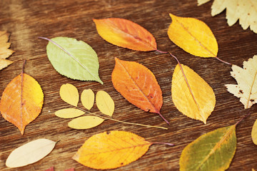 autumn leaves on wood background