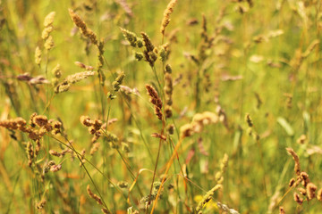 meadow, ears, summer background
