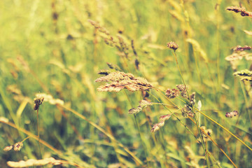 meadow, ears, summer background
