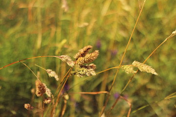 meadow, ears, summer background
