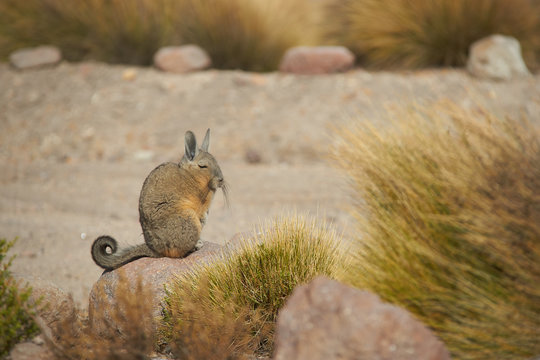 Mountain Viscacha (Lagidium viscasia) sitting on a rock in Vicunas National Park at an altitude of over 4,000 metres on the Altiplano of northern Chile.