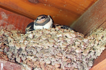 swallows baby birds in the nest
