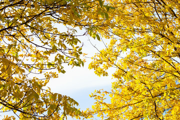 Autumn foliage at sunny day