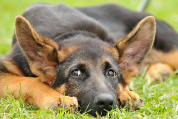 chien de ring