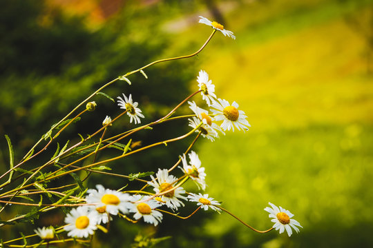 Fototapeta Excellent background. Wild-growing camomiles in a big bouquet