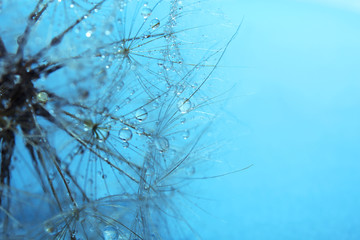 Fototapeta na wymiar Beautiful dandelion with water drops on blue background