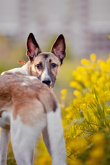 Portrait of a domestic dog in yellow flowers.