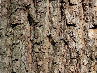Tree bark texture